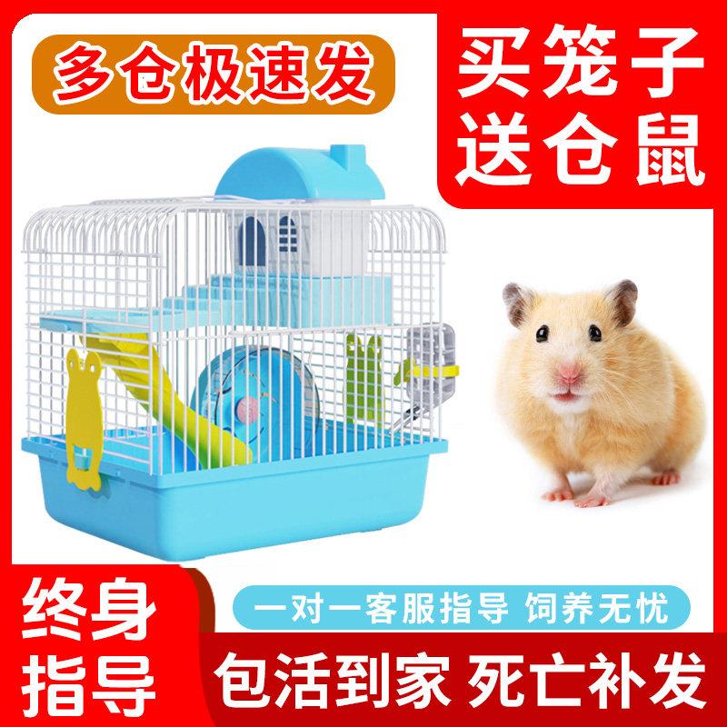 小仓鼠活物送笼子巨型金丝熊类家养宠物小型好养儿童礼物奶茶活体