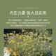 新款 西荨摩尔科岛永久花精油5ML嘉紧致淡纹黑眼圈面部按护肤蜡菊