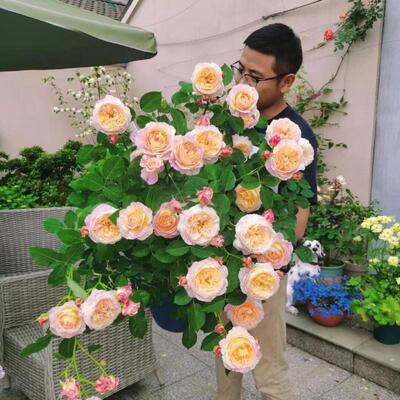 灌木月季浓香型果汁阳台母本大苗玫瑰盆栽多季勤开带花苞庭院耐寒