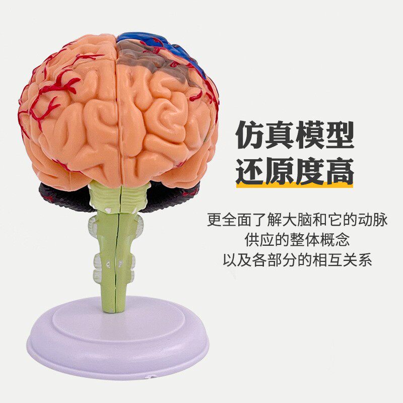 益智拼装玩具人体器官拼装模型大脑模型4D大脑拼装模型教用医学