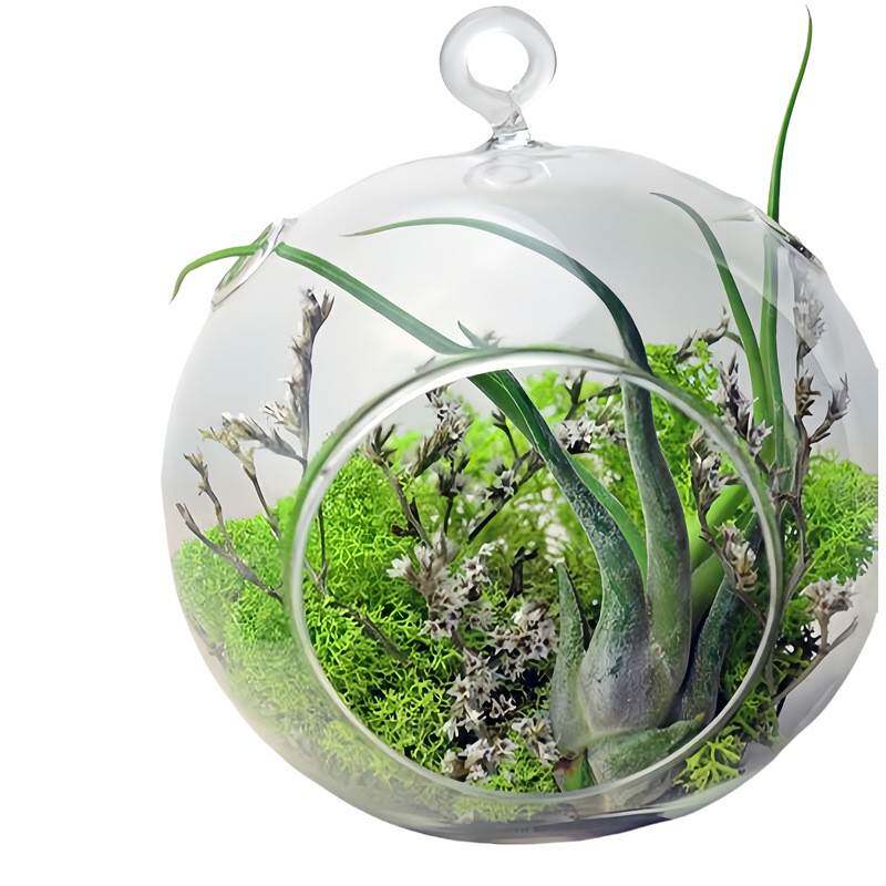 悬挂玻璃花瓶吊球花瓶多肉植物花瓶 2孔微景观生态瓶桌面装饰摆件