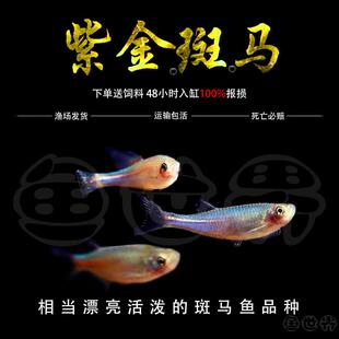 紫金斑马鱼小型观赏鱼原生淡水鱼冷水鱼玫瑰金线半线丹鱼大班马鱼