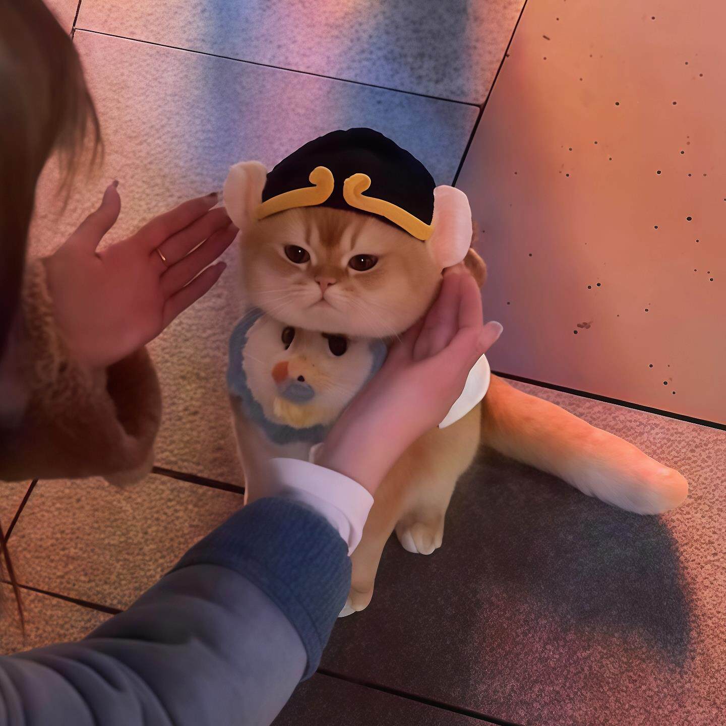 猪八戒猫咪帽子宠物狗狗头套专用手工编织可爱装扮饰品拍照道具