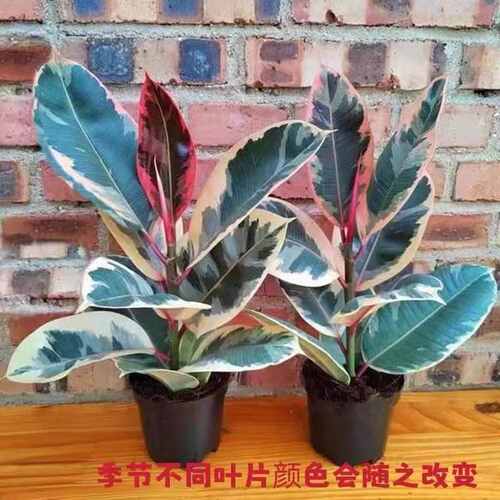花叶橡皮树盆栽黑金刚橡皮树彩色红关公橡皮树室内吸某醛好养