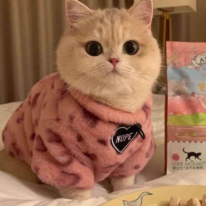 粉色小豹纹宠物猫衣服冬季毛绒保暖卫衣银渐层德文猫加绒棉衣