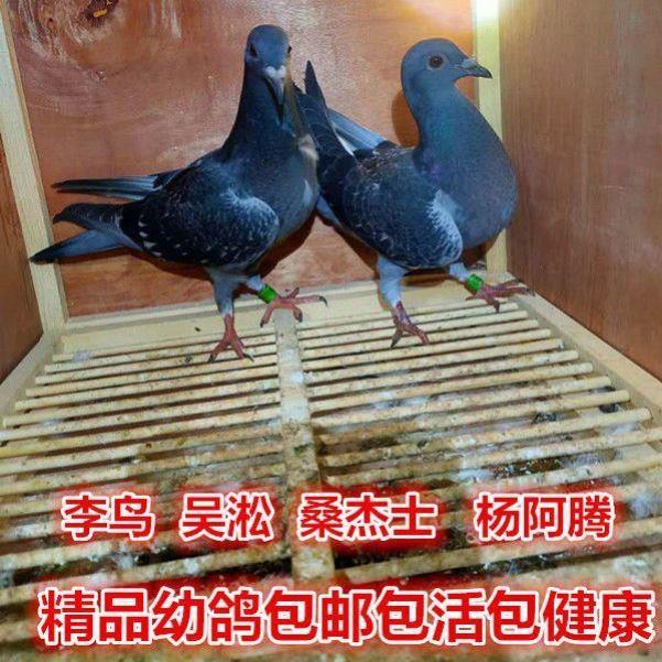 鸽子活体 种鸽信鸽 幼鸽成绩鸽公棚天落詹森盖比森林黑黄金甲李鸟