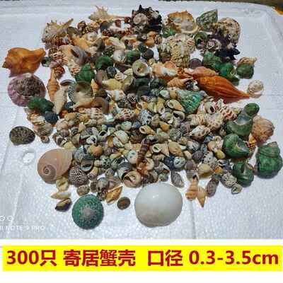 天然豆丁寄居蟹替换壳小海螺壳混装 鱼缸造景地中海装饰拍照道具