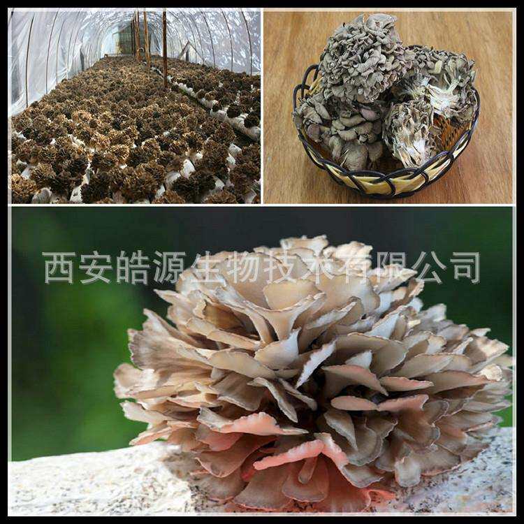 灰树花多糖40% 灰树花提取物 灰树花子实体提取物