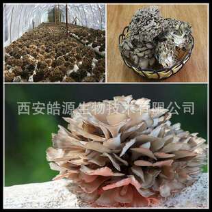 灰树花多糖40% 灰树花提取物 灰树花子实体提取物