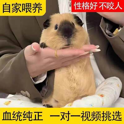 荷兰猪活物宠物鼠豚鼠兔彩豚白豚老鼠兔幼崽