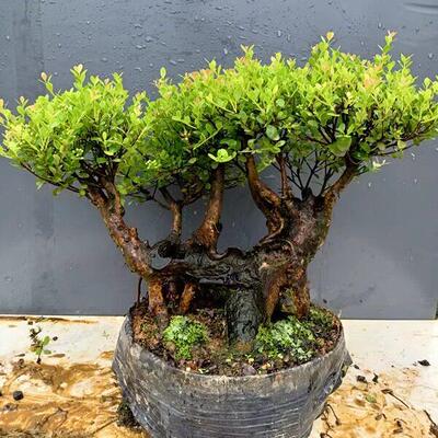 新款赤楠老桩盆景一物一拍庭院红芽碳化镂空怪桩实物易活矮霸树苗