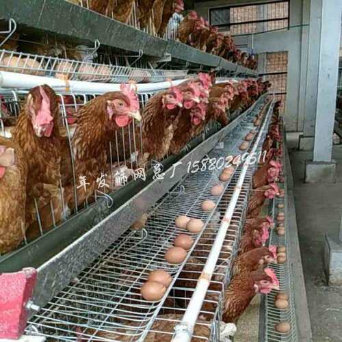 层叠阶梯型蛋鸡笼工厂出口蛋鸡饲养铁丝网笼具3层