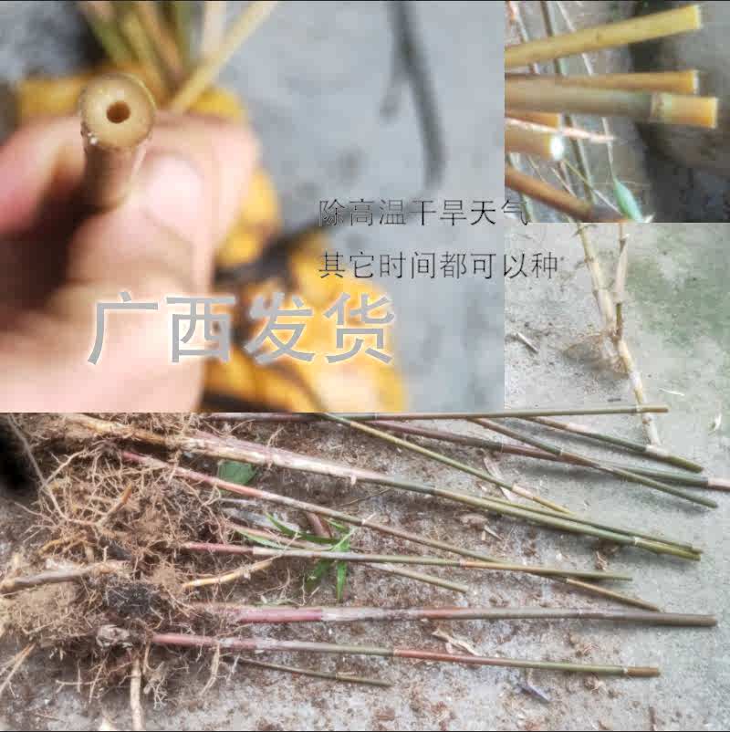 矢竹苗鱼杆竹高野竹苗矢竹子细竹子苗高山竹钓鱼杆竹庭院南北耐寒