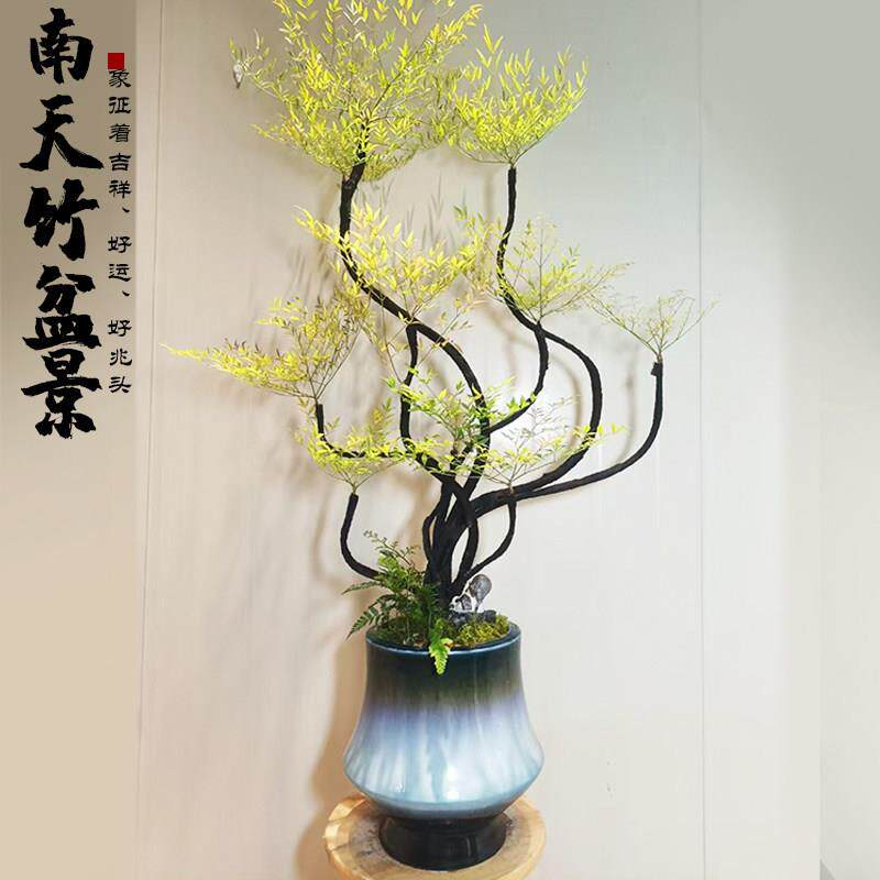 小叶紫檀陶瓷盆景南天竹老桩客厅盆栽四季常青吸甲醛植物黑骨茶