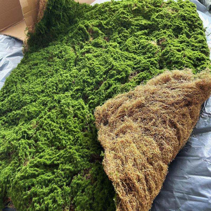 底是丝状QSL真苔藓地毯草坪绿植青墙园林装苔软假山仿沙盘橱窗造