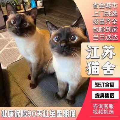 暹罗猫幼猫纯种虎斑重点色暹罗重点色布偶泰国挖煤猫宠物猫咪活物