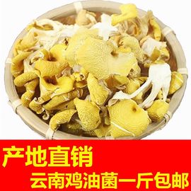 云南鸡油菌菇类干货黄丝菌香菇食用菌炖煲汤材料蘑菇新非野生500g