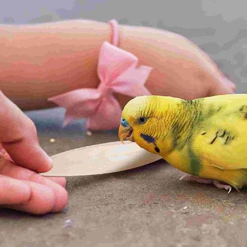 6 Pcs Cuttlebone Cockatoo Toys Cuttlefish Bird Beak Grinder