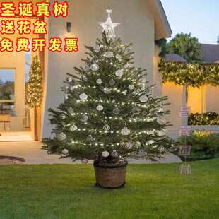 圣诞真树挪威云杉树苗活 真圣诞树真树盆栽真正 圣诞树绿植活树