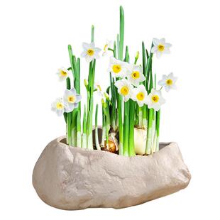 水仙花铜钱草水培花盆水养的仿石头盆景碗莲睡莲个性创意陶瓷无孔