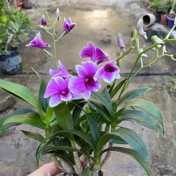 石斛兰盆栽带花室内好养绿植红泼墨石斛兰花苗浓香型办公桌面盆景