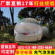 充气透明泡泡屋户外露营氛围布置bubble house网红打卡星空帐篷