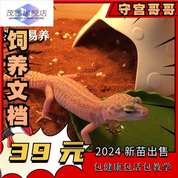宠物活物豹纹守宫幼体入门级爬宠好养易活的小动物不咬人冷门