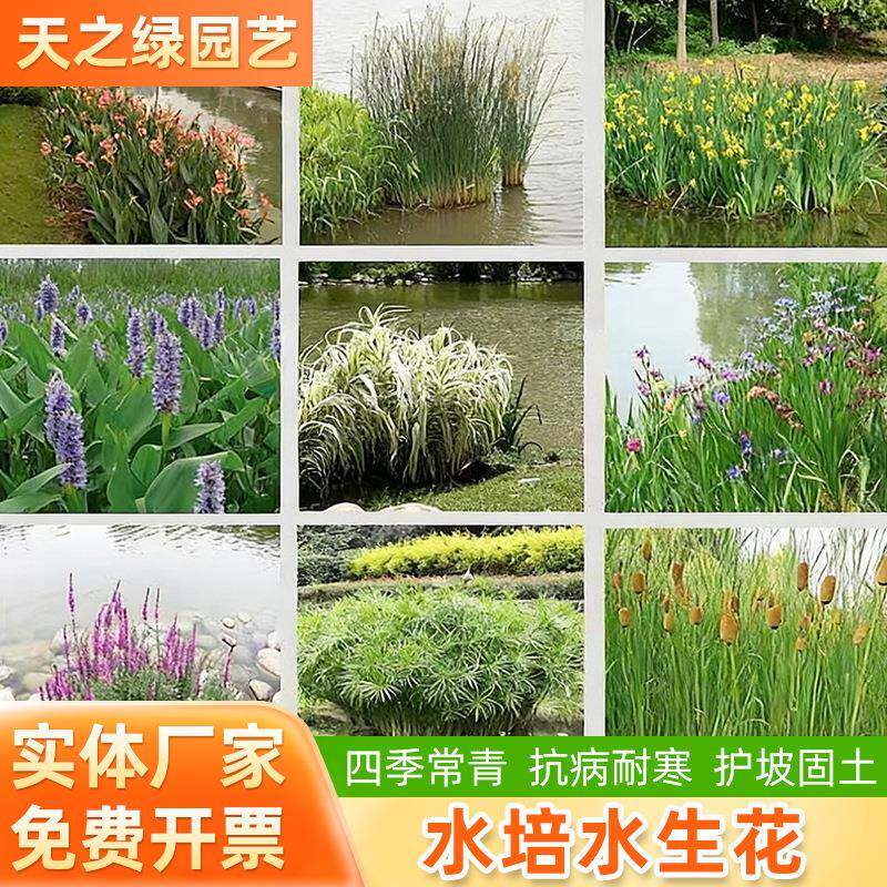 水培水生花卉美人蕉旱伞草水竹再力花黄菖蒲千屈菜苗池塘湿地植物