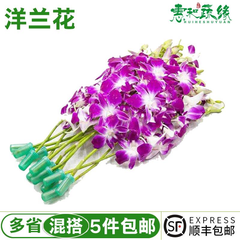 洋兰花新鲜西餐酒楼火锅店刺身摆盘装饰饮品蛋糕点缀花草鲜活真花
