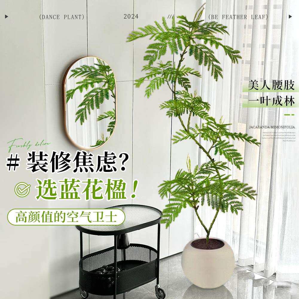 蓝花楹仿真绿植室内大型盆栽办公室植物客厅落地式办公绿植