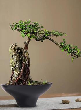 无孔苔藓球蕨类植物水仙容器禅意黑色陶瓷托盘专用花盆水培器皿