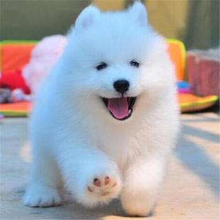 纯种萨摩耶幼犬活体微笑天使萨摩耶幼崽可爱白色小狗中型犬宠物狗