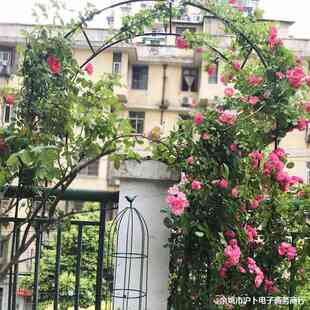 庭院铁艺葡萄引路架拱门花架蔷薇爬藤架子月季丝瓜拱形花支架