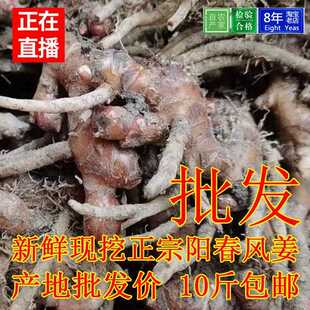 阳春现挖风姜1斤产后洗澡坐月姜农家新鲜月婆阳江高良姜广东