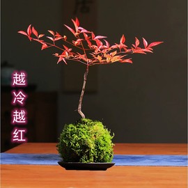 苔藓球小盆栽文竹绿公主盆栽赤楠袖珍椰子文竹蓬莱松菖蒲水培植物