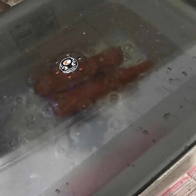 恩瑞可果蔬消毒机怎么样?2020款使用心声反馈