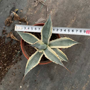 覆白赖空气赖沙生沙漠锦多植物光轮白净化轮光赖覆肉盆栽 龙舌兰