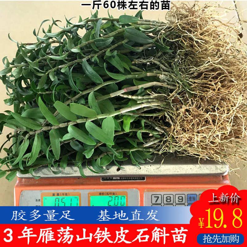 雁荡山铁皮石斛苗1斤室内绿植种植石斛苗 办公桌盆景可食用