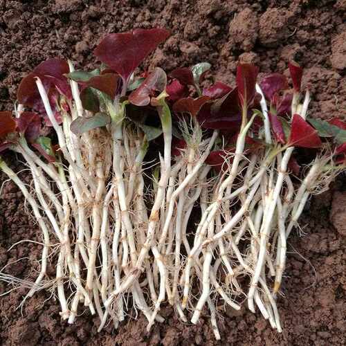 折耳根鱼腥草新鲜带叶子嫩叶带根野菜四川特产斤包邮凉拌鱼心草