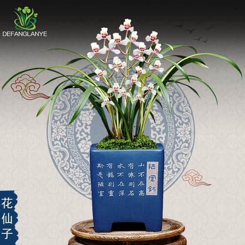 名贵兰花四季建兰花仙子带花苞客厅阳台浓香花卉绿植基地园艺盆栽