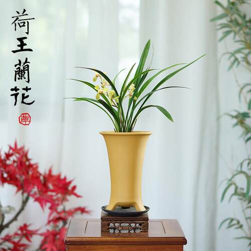建兰四季兰荷王名品荷瓣浓香型国兰室内书桌面绿植兰花草带盆花卉