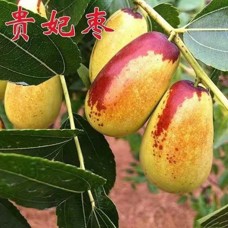 嫁接枣子树苗 甜枣苗 贵妃枣树苗 罗江贵妃枣苗盆栽地栽当年结果