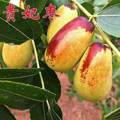 嫁接枣子树苗 甜枣苗 贵妃枣树苗 罗江贵妃枣苗盆栽地栽当年结果