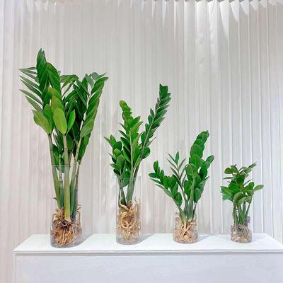 金钱树盆栽客厅室内植物水培绿植好养钱串子招财树办公室大型盆景