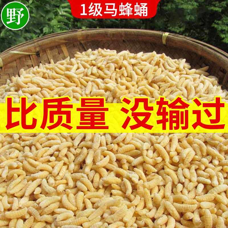 新疆西藏包邮蜂蛹一级 新鲜马蜂蛹 蜂儿鲜活冷冻蚂胡蜂虫葫芦蜂黄