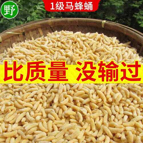 蜂蛹一级 新鲜马蜂蛹 蜂儿鲜活冷冻蚂胡蜂虫葫芦蜂黄蜂仔野生500g