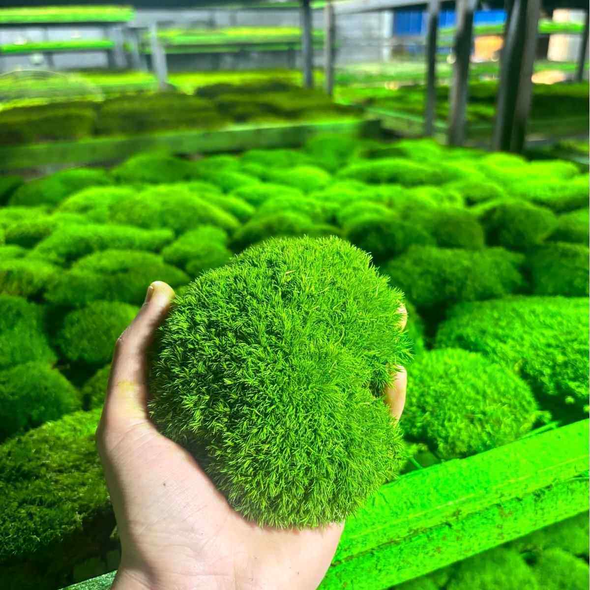 永生苔藓A发永生狭叶白藓永生青苔藓永生苔藓植物墙室内景观造级