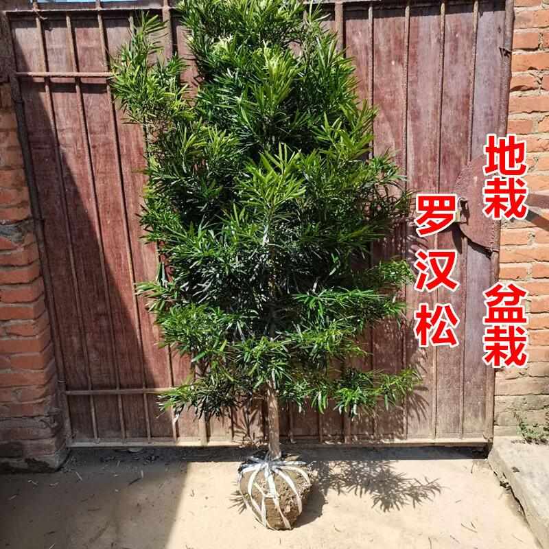 罗汉松树苗小叶雀舌米叶迎客松老树桩别墅庭院盆栽盆景造型大型树