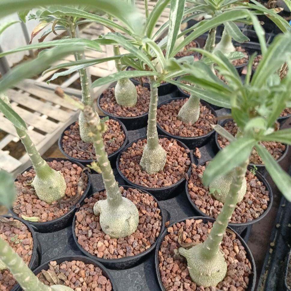 【沙玫女王】沙漠玫瑰 史瓦济兰苗 多肉块根植物