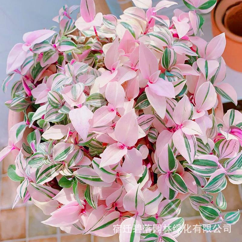 油画婚礼吊兰盆栽锦胭脂云多肉植物客厅室内花卉绿植阳台家居盆景